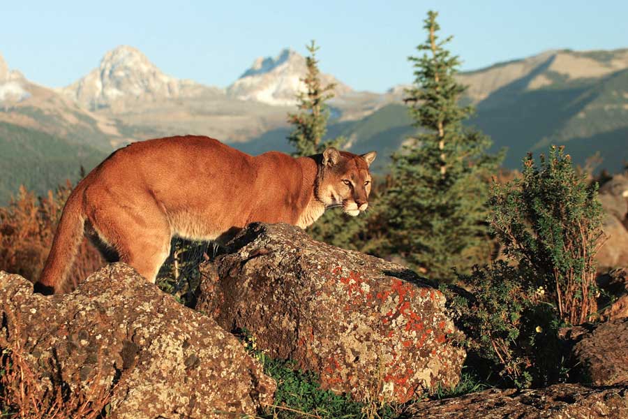 
Keystone predators, such as mountain lions, support diversity.
